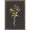 Carmass and Wild Hyacinth by PI Collection Framed Canvas Wall Art